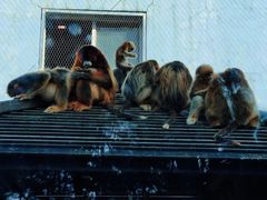 -大连森林动物园