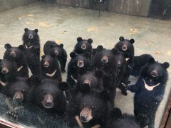 -东方熊牧场