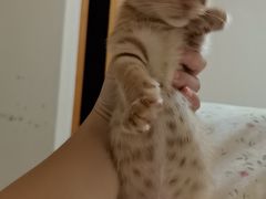 -关爱宠物医院·猫科中心·消化科(滨湖万达分院)