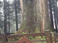 -阿里山神木遗迹