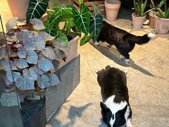 -自由生长植物工作室(深港花卉中心店)