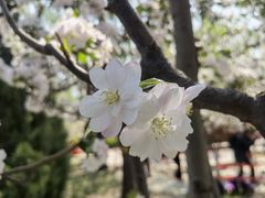 -海棠花溪(元大都城垣遗址公园)