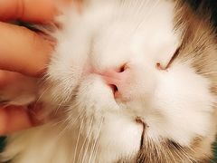 -猫在这儿猫咪咖啡馆·撸猫馆