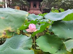 -罔极寺