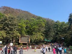 -西双版纳原始森林公园