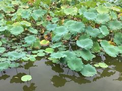 -龙头寺公园