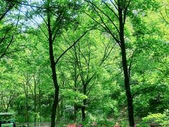-木兰云雾山