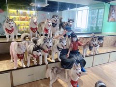 -Husky Go! 哈士奇体验馆·宠物咖啡厅狗咖