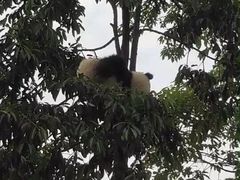 -中国大熊猫保护研究中心雅安碧峰峡基地