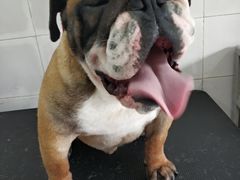 -1013 PET SHOP精品宠物商店(丁香店)
