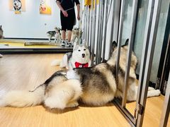 -Husky Go! 哈士奇体验馆·宠物咖啡厅狗咖