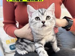 -lincat·猫舍(广州店)