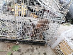 -马陆小张葡萄园农家乐