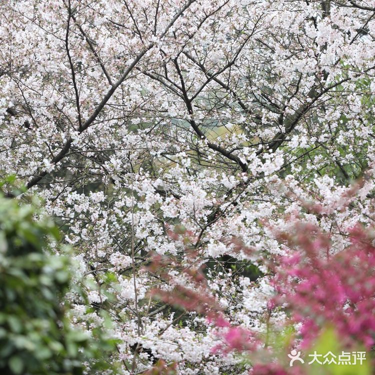 人间绝境‼️清冷至极‼️告诉你一个看樱花沒人的地方🌸