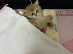 -瑞派福兴宠物医院犬猫全科·骨科·中西医结合(河东店)