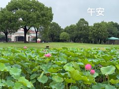 -苏州金鸡湖大酒店