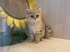 -momokira米努特·德文卷毛猫·棉花面纱犬