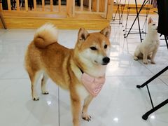 -柴源莊·柴小宠柴犬咖啡