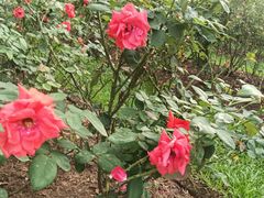 -人民公园(罗湖区)