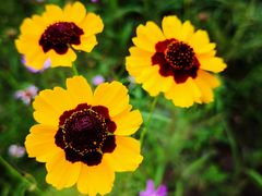 -梁鸿国家湿地公园