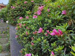 -铁山坪森林公园