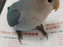 -汉堡王(新城吾悦广场店)