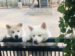 -TrueLove @ Neverland (Husky Cafe)