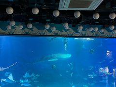 -烟台海昌鲸鲨海洋公园