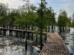 -池杉湖湿地公园