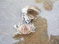 -日照海滨国家森林公园