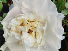 -溪岸路花鸟市场