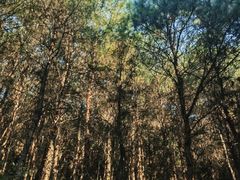 -铁山坪森林公园