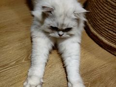 -猫腻·猫咖·撸猫馆(星光大道店)