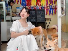 -柴犬高等学院·狗咖·柴犬售卖·宠物训练