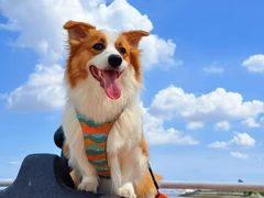 -翊宠yipet猫狗购宠庄园犬舍•猫舍