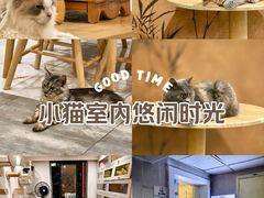 -楼上猫咖(罗湖店)