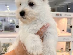 -翊宠yipet猫狗购宠庄园犬舍•猫舍