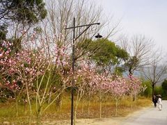 -温州永嘉书院