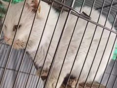 -萌兽医馆·犬猫专科·眼科中心·宠物医院(朝阳门分院)