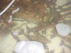 大九节，虾皇，一斤八只-浪琴湾尾角仔海鲜坊