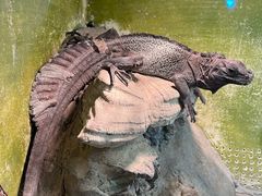-上海大自然野生昆虫馆(东方明珠·爬宠昆虫探索中心)
