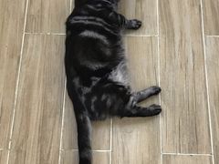 -李小姐の猫咖啡馆(五角场店)