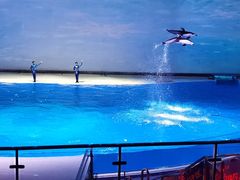 -上海海昌海洋公园