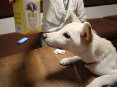 -柴务处·柴犬主题狗咖