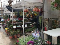 -金陵花卉交易市场