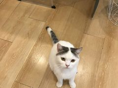 -猫咪派对(江南西店)