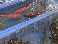 -蓝湾碧波·老字号·疍家非遗海上餐厅