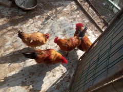 -胜丰草莓采摘园