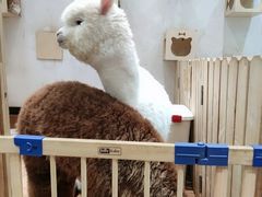 -猫色咖啡·猫咖