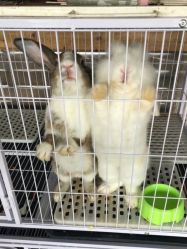 -小蜜蜂农场(凯德七宝购物广场店)